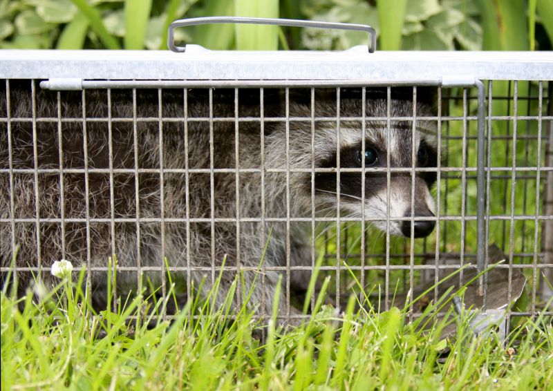 What To Expect During Professional Wildlife Removal Service