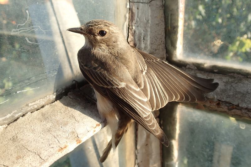 Bird Nests in Vents