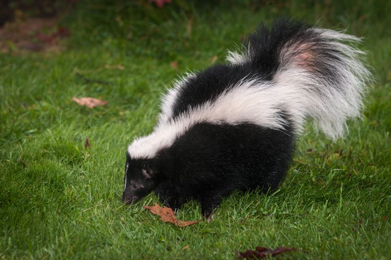 Skunk Burrows
