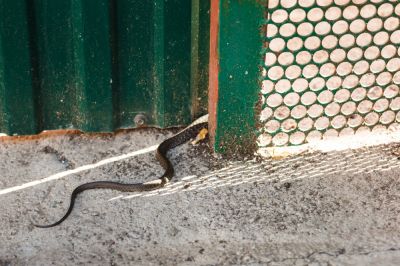 Get Rid of Pests!