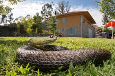 Fast, Reliable Snake Control for Safe Outdoor Living